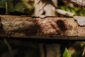 Vielfalter Fruehling 24 Web 106