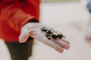 Vielfalter Fruehling 24 Web 12