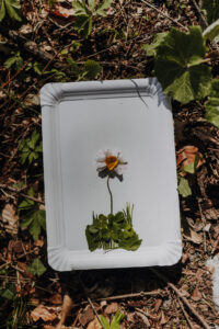 Vielfalter Fruehling 24 Web 128