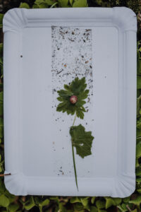 Vielfalter Fruehling 24 Web 145