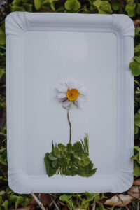 Vielfalter Fruehling 24 Web 146