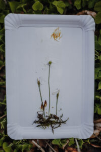 Vielfalter Fruehling 24 Web 147