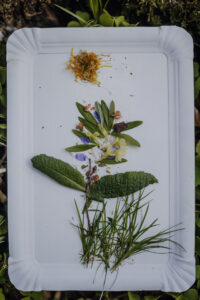 Vielfalter Fruehling 24 Web 150