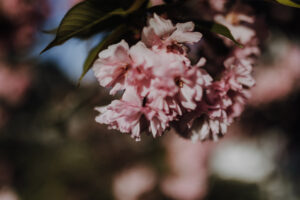 Vielfalter Fruehling 24 Web 17