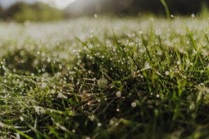 Vielfalter Fruehling 24 Web 25