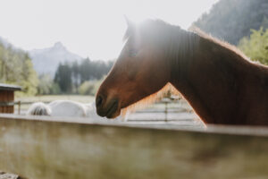 Vielfalter Fruehling 24 Web 40