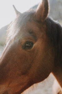 Vielfalter Fruehling 24 Web 41