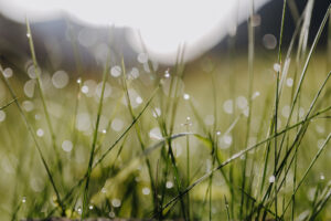 Vielfalter Fruehling 24 Web 5