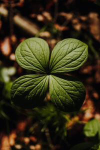 Vielfalter Fruehling 24 Web 54