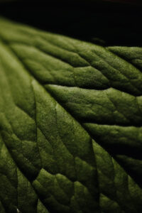 Vielfalter Fruehling 24 Web 55