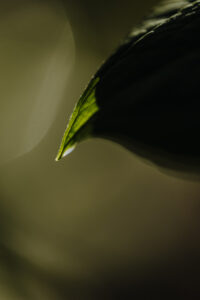 Vielfalter Fruehling 24 Web 56