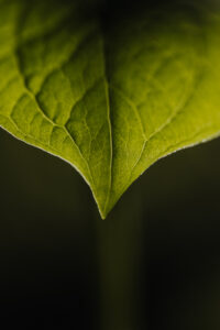 Vielfalter Fruehling 24 Web 57