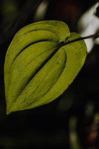 Vielfalter Fruehling 24 Web 58