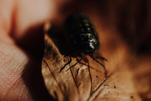 Vielfalter Fruehling 24 Web 59