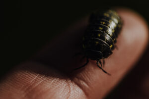 Vielfalter Fruehling 24 Web 60