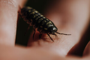 Vielfalter Fruehling 24 Web 61