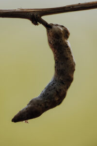 Vielfalter Fruehling 24 Web 62