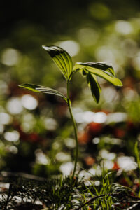 Vielfalter Fruehling 24 Web 63