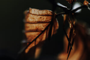 Vielfalter Fruehling 24 Web 64