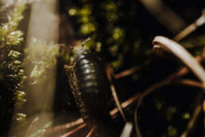 Vielfalter Fruehling 24 Web 68