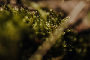 Vielfalter Fruehling 24 Web 69