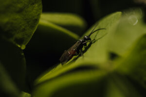 Vielfalter Fruehling 24 Web 72