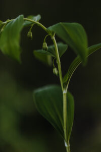 Vielfalter Fruehling 24 Web 79