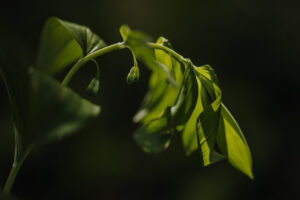 Vielfalter Fruehling 24 Web 80