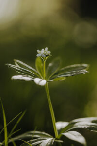 Vielfalter Fruehling 24 Web 81