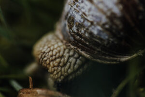 Vielfalter Fruehling 24 Web 86