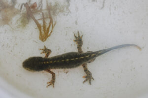 Vielfalter Fruehling 24 Web 94