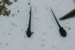 Vielfalter Fruehling 24 Web 96