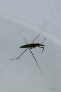 Vielfalter Fruehling 24 Web 99