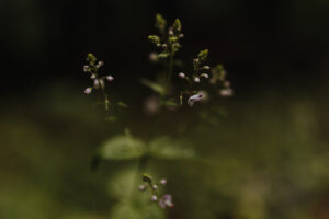 VielfalterSommer24 Web 100