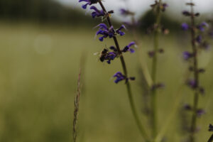 VielfalterSommer24 Web 105