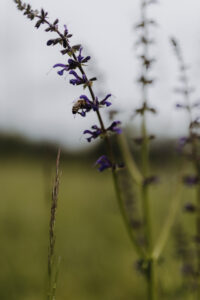 VielfalterSommer24 Web 106