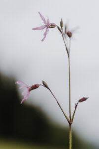 VielfalterSommer24 Web 109