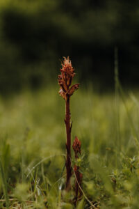 VielfalterSommer24 Web 110