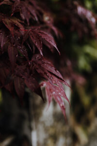 VielfalterSommer24 Web 15