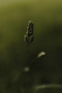 VielfalterSommer24 Web 18