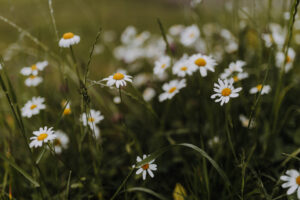 VielfalterSommer24 Web 19