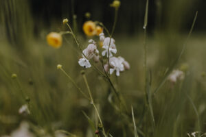 VielfalterSommer24 Web 20