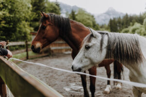 VielfalterSommer24 Web 22