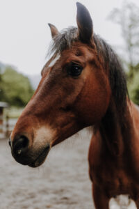 VielfalterSommer24 Web 23