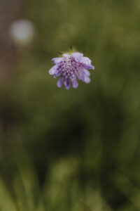 VielfalterSommer24 Web 27