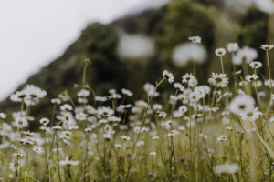 VielfalterSommer24 Web 28