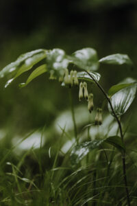 VielfalterSommer24 Web 34