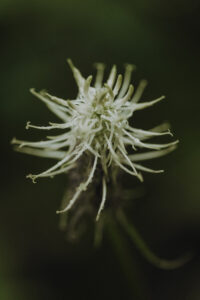 VielfalterSommer24 Web 37