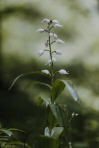 VielfalterSommer24 Web 42