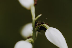 VielfalterSommer24 Web 43